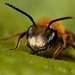 Solitary Bee 001