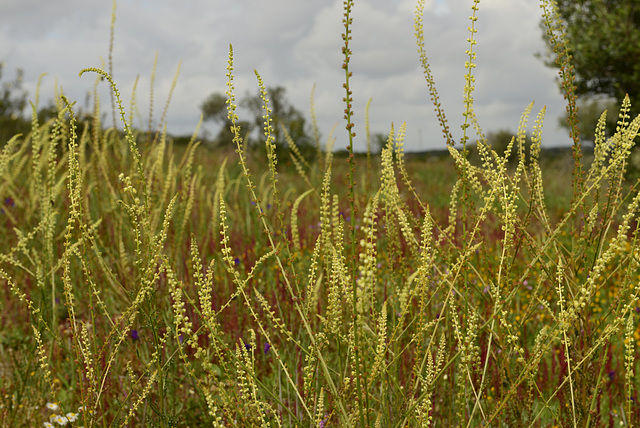 Reseda luteola