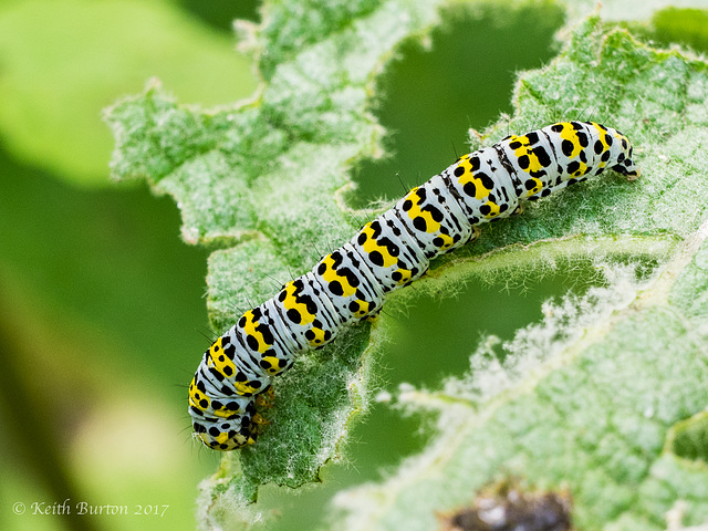 Mullein Moth Caterpillar