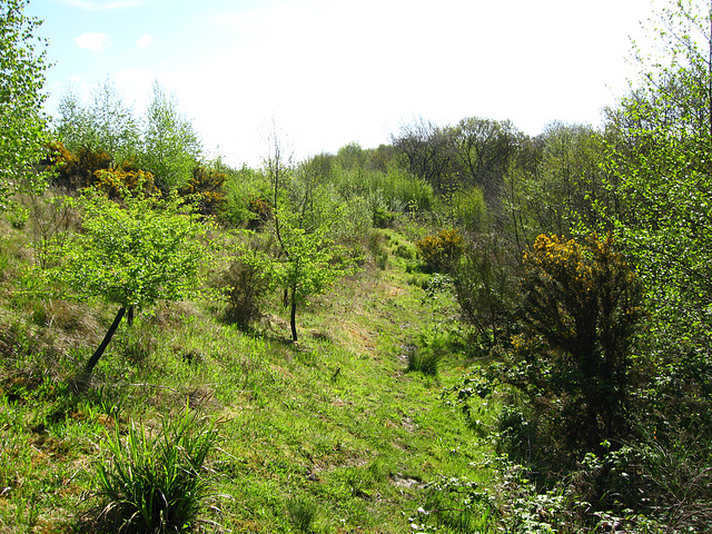Developing woodland above Oak Farm Quarry (Clay Pit), 2010
