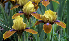 Iris SDB Gypsy Boy