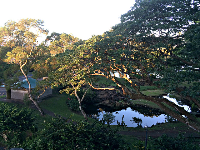 A pond by the room