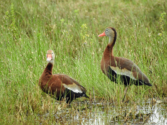 Day 2, Black-bellied Whistling Ducks / Dendrocygna autumnalis