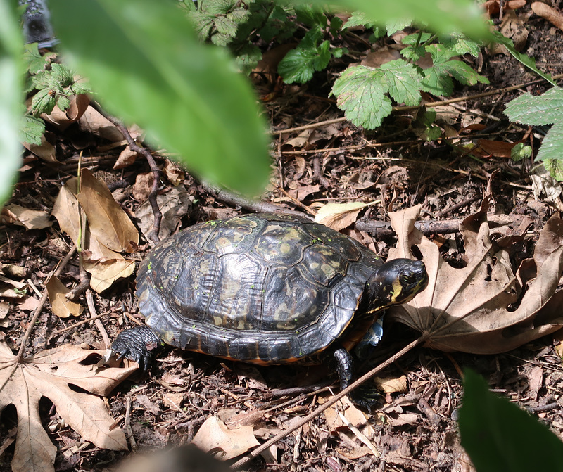 Terrapin