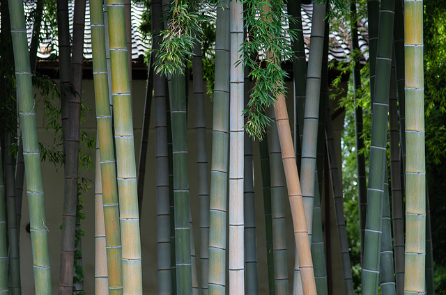 Bamboo