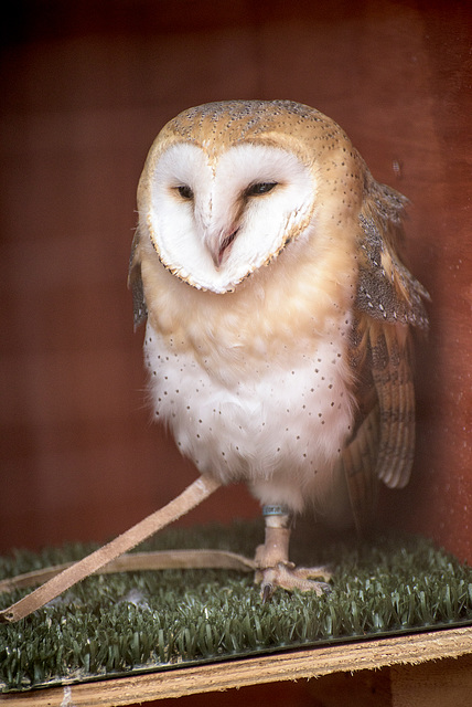 Cathedral falconry 3