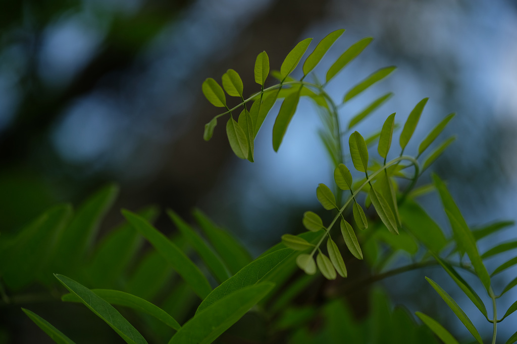 DSCF4062