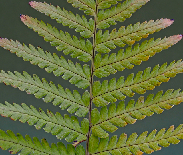 Fern