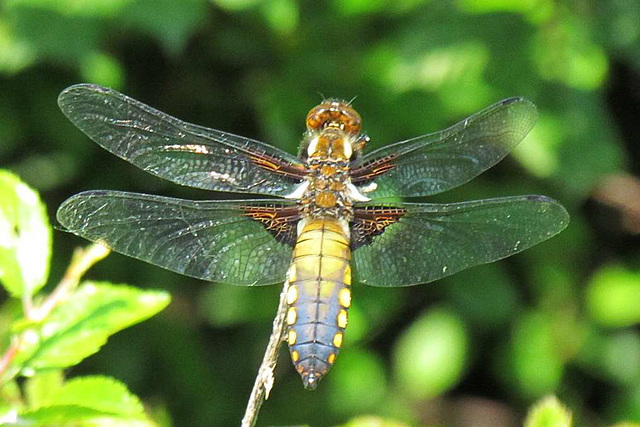 Broad-bodied Chaser m 12 (Libellula depressa)