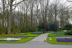 Blumen im Keukenhof