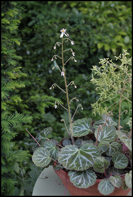 Saxifraga stolonifera