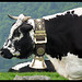 "Vosgienne" cow in pagentry
