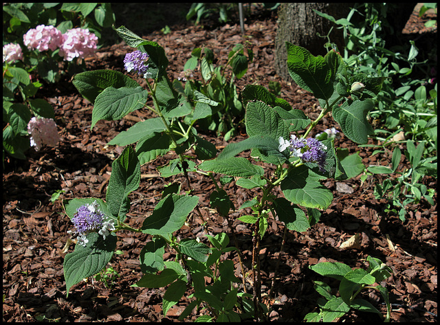 Hydrangea (15)