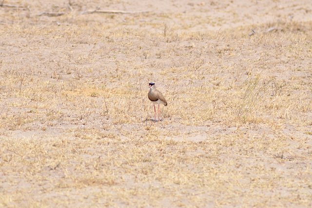 Krona vanelo. Khama rinocera naturrezervejo