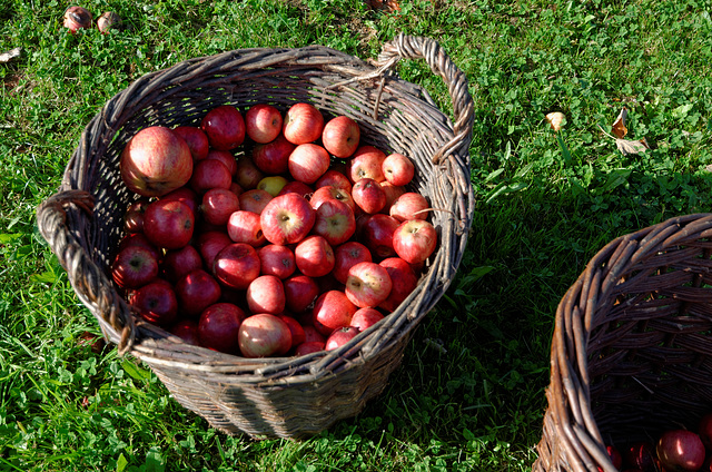 Panier aux pommes