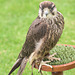 Cathedral falconry 4