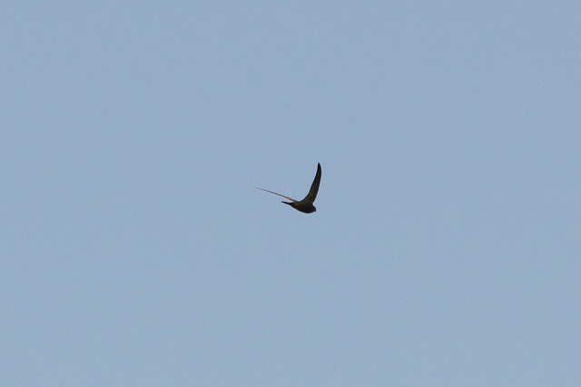 Early morning Swift