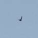 Early morning Swift
