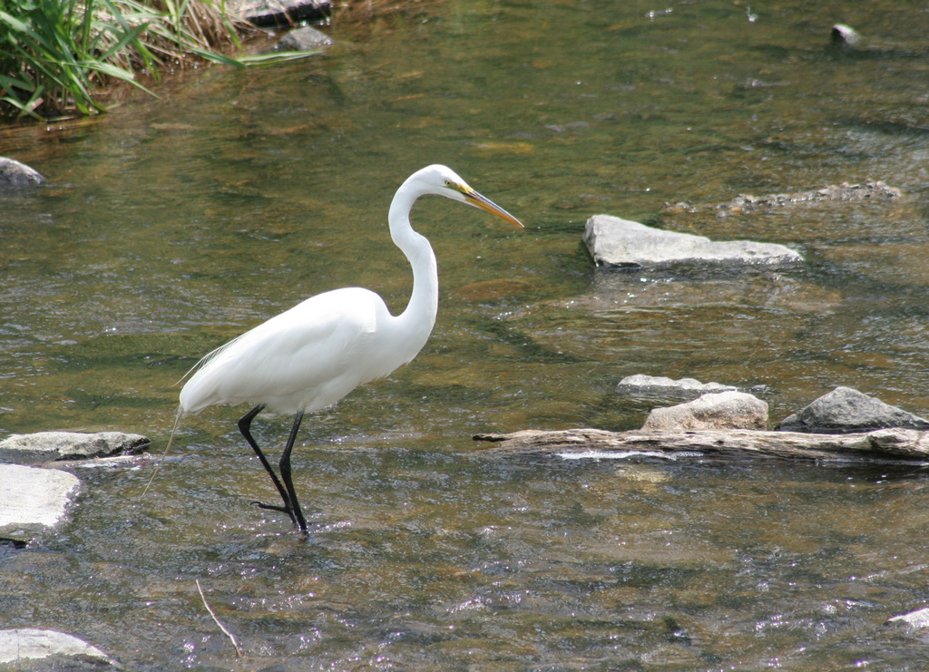 1/50 grande aigrette-great egret