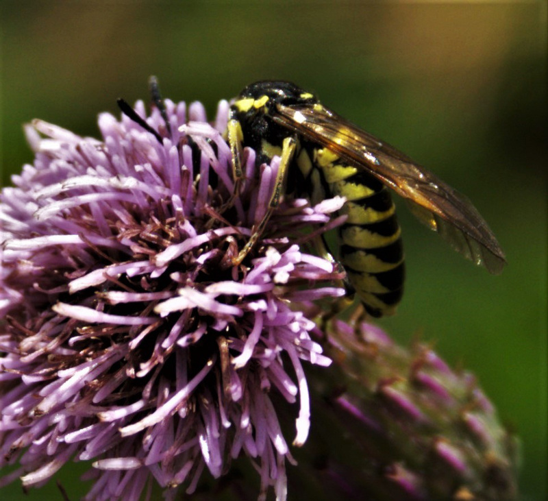 Sawfly
