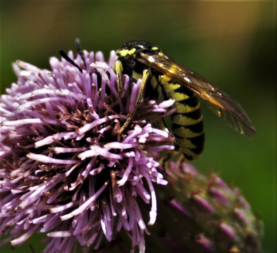 Sawfly