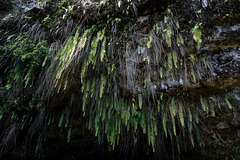 Ferns hang down above Grotte De Mara'a