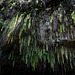 Ferns hang down above Grotte De Mara'a