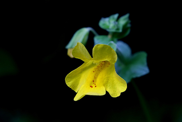 Yellow Monkey-flower