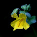 Yellow Monkey-flower