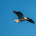 Grey heron