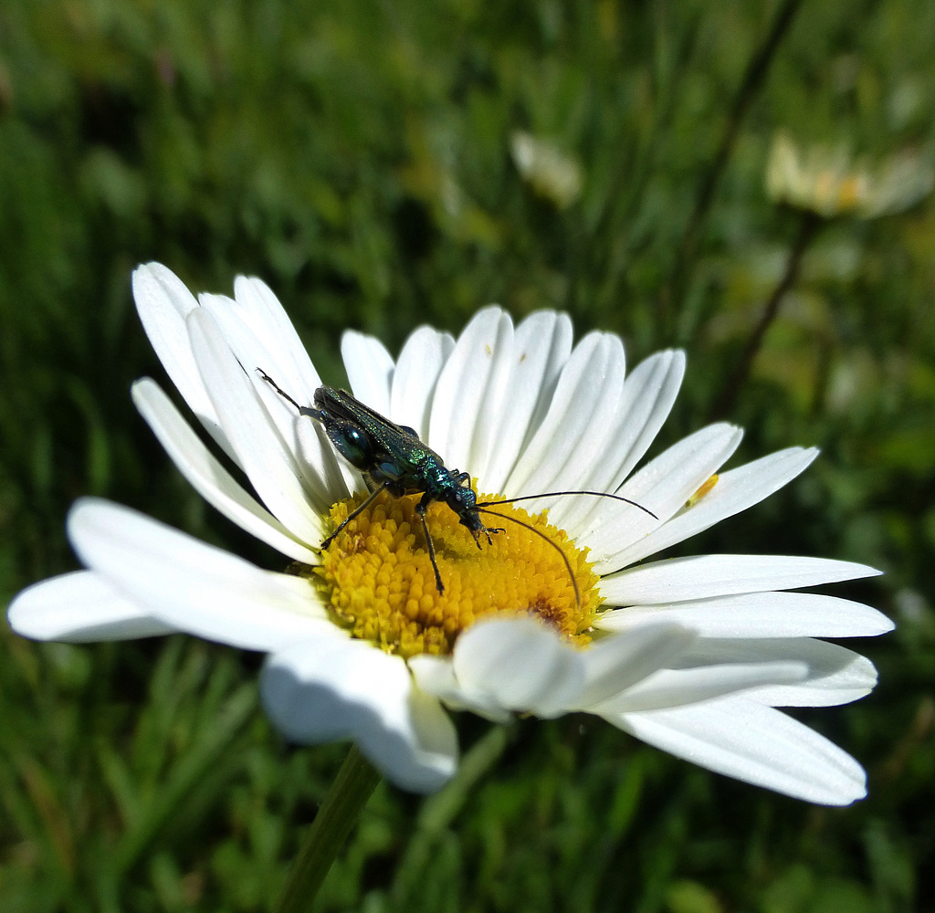 fra poco sarà di nuovo primavera