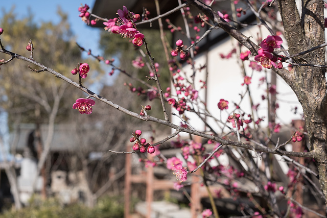 Ume with pink blossoms