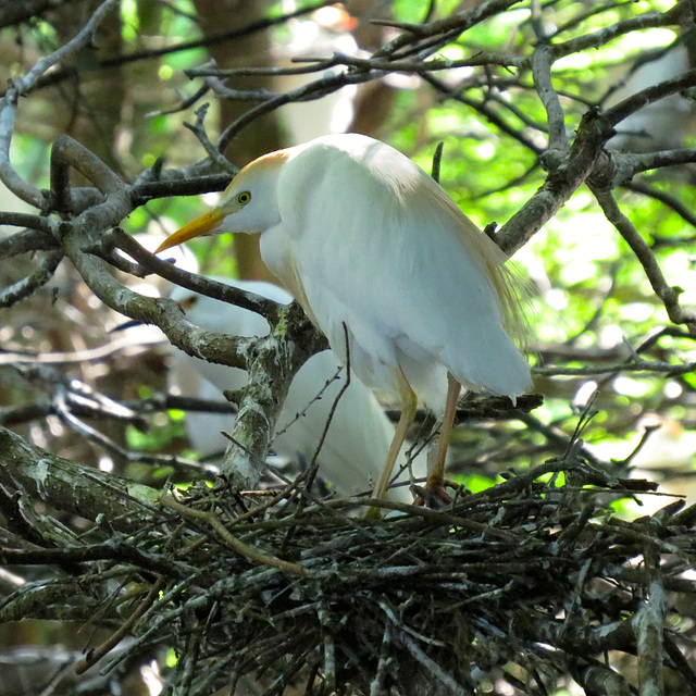 Cattle egret