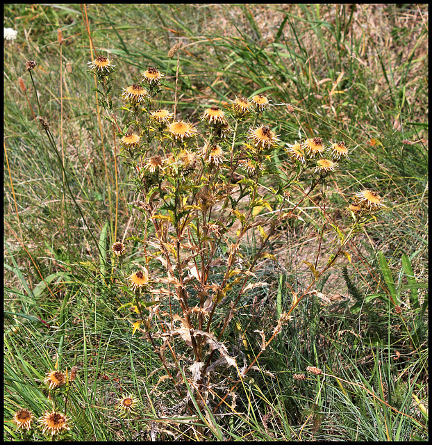 Carlina vulgaris (2)