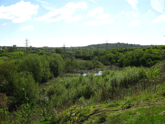 Looking towards Gornalwood from the South Staffs Railway Walk