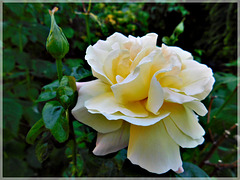Rose du jardin avec note