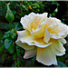 Rose du jardin avec note