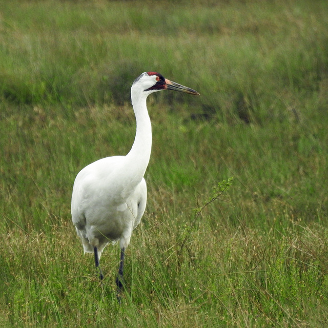 Day 2, Whooping Crane / Grus americana