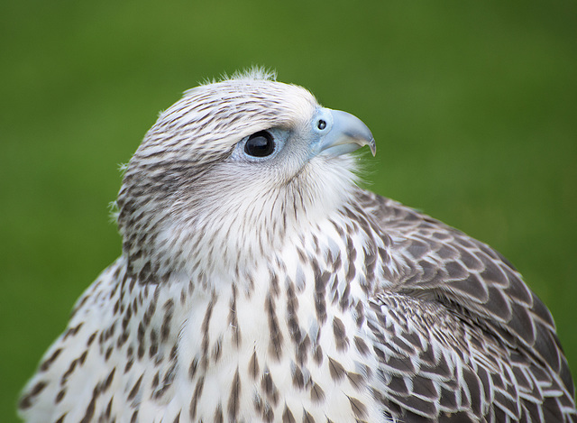 Cathedral falconry 5