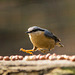 Nuthatch arriving