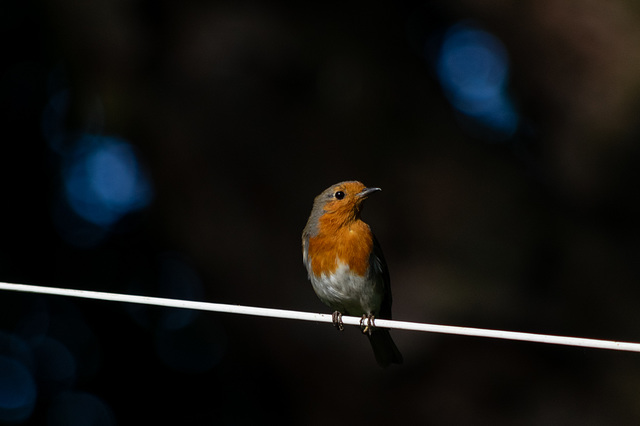 Robin