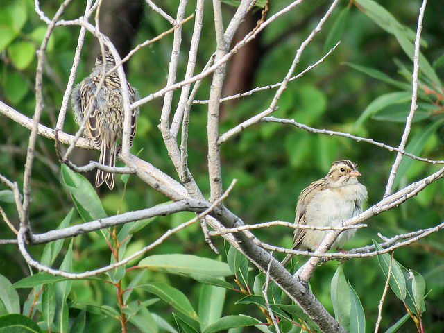 Young Lincoln's Sparrows / Melospiza lincolnii