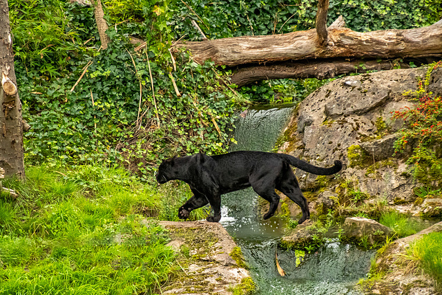 Black jaguar