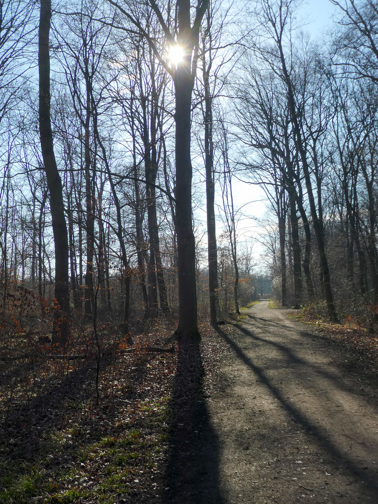 Morgensonne im Mutterstadterwald