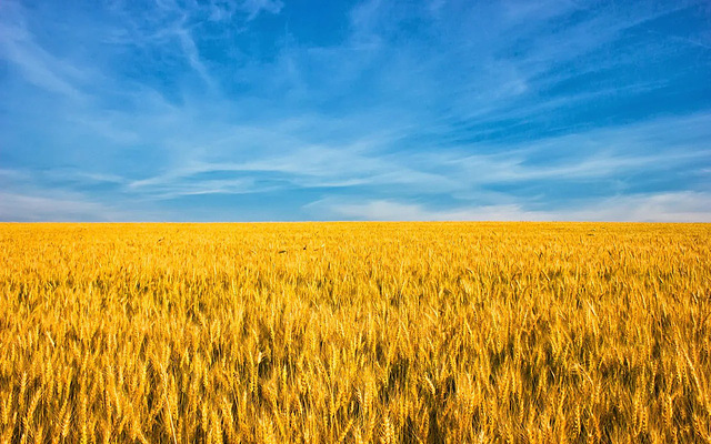 UKR - Blue sky and golden wheat