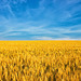 UKR - Blue sky and golden wheat
