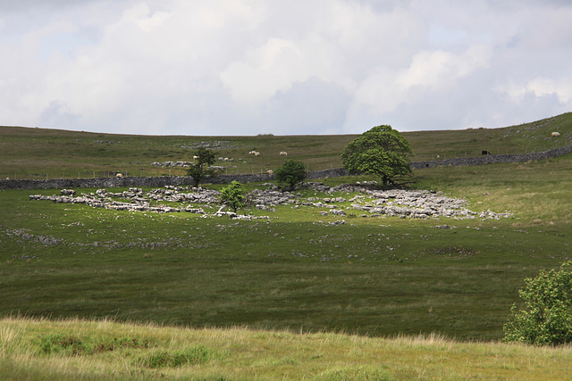 Carnau Gwynion