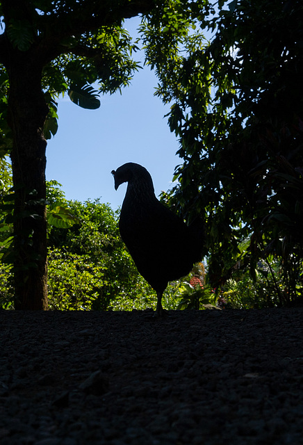 A rooster bars my path at the Water Gardens Vaipahi