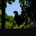 A rooster bars my path at the Water Gardens Vaipahi