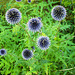 Ruthenische Kugeldistel